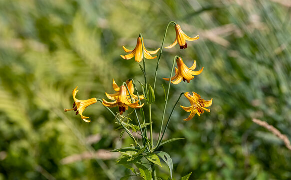 Canada Lily growing by a riverbank, NB, Canada. 