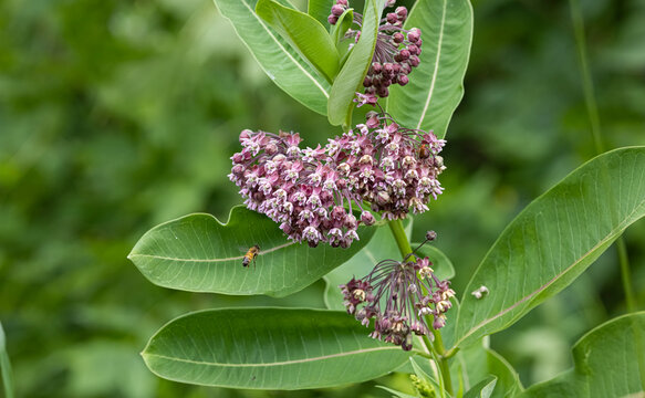 Common milkweed 