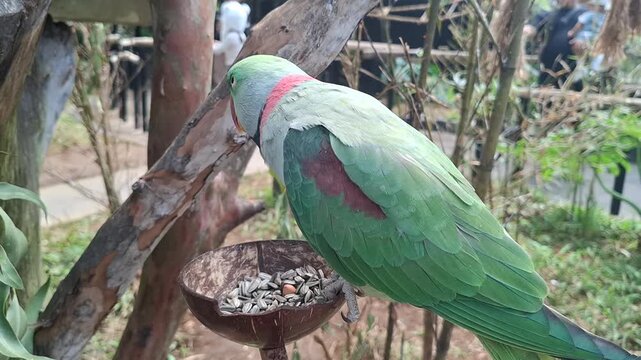 An Alexandrine Parakeet (Psittacula eupatria). Its distinctive features include green feathers, a thick red beak, and a pink or black neck band. 