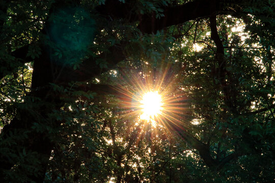 Sunlight through forest trees