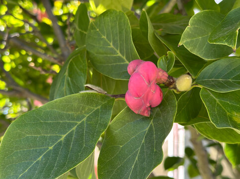 Seed pod of a Magnolia tree