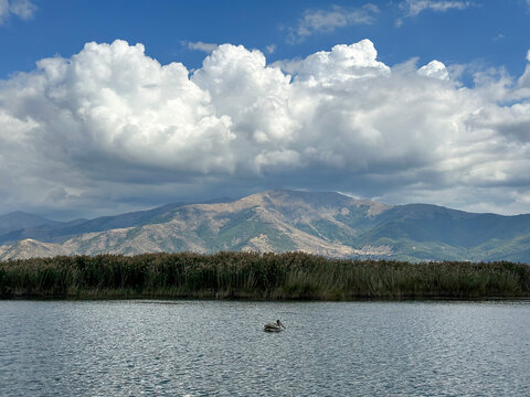 Brown pelican (Pelecanus occidentalis) swims in the lake Malaya Prespa in Greece