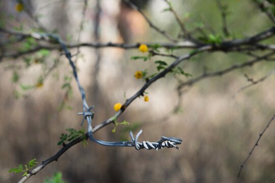 Flower and barbed wire