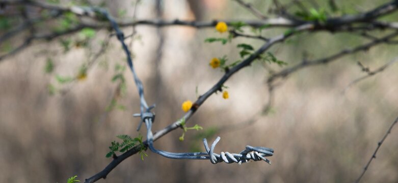 Flower buds on a branch