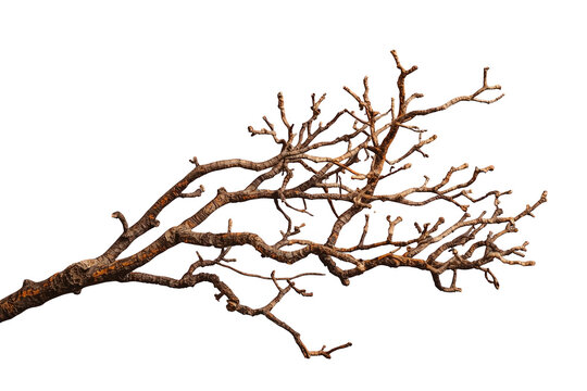 Dry leafless tree branch with rough textured bark and many small twigs. Representing nature, wood element, and dormancy season