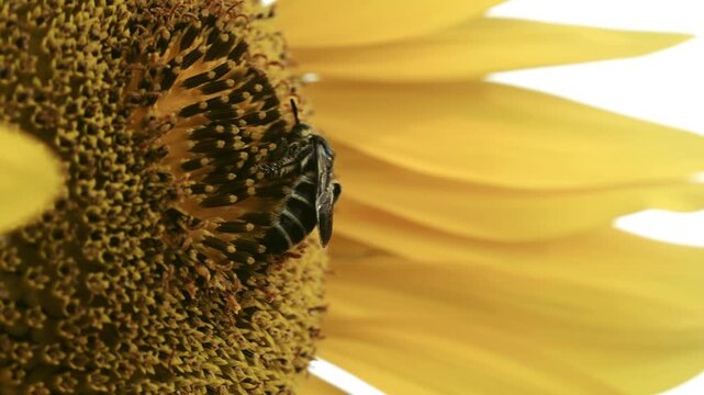 Tokyo,Japan - June 20, 2026: Closeup of a sunflower and a bee