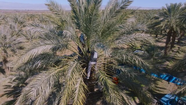 Aerial view of workers at Date Orchard dethorning Date Palm trees by  removing the sharp spines 