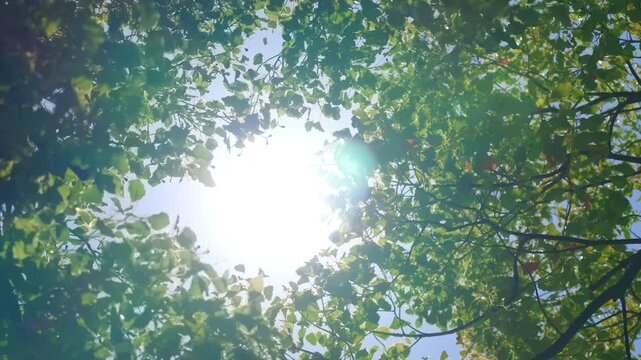 Sunlight shining through green forest leaves with organic environmental concept