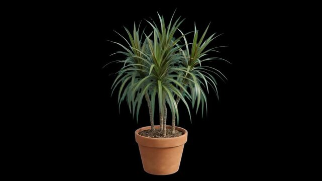 A Dracaena Marginata Dragon Tree with multiple slender stems and thin spiky green leaves in a terracotta pot, isolated on a solid black background. Perfect for indoor plant guides, architectural inter
