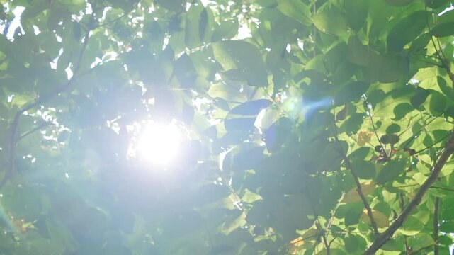 Sunlight shining through green forest leaves with organic environmental concept