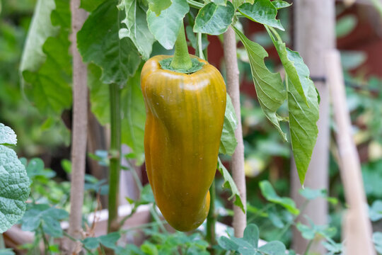 Pimiento morr&oacute;n amarillo en proceso de maduraci&oacute;n en una huerta de jard&iacute;n.