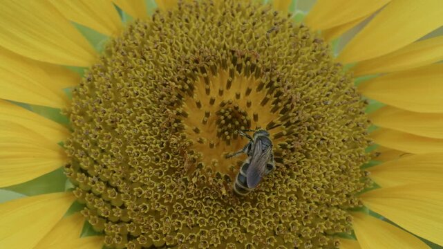 Tokyo,Japan - June 20, 2026: Closeup of a sunflower and a bee
