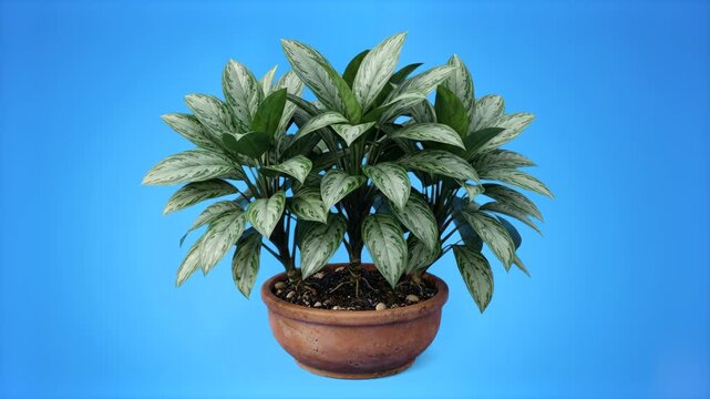 A detailed 3D render of a vibrant Aglaonema Chinese evergreen houseplant with patterned green leaves in a terracotta planter, isolated on a light blue studio backdrop. Great for home improvement clips