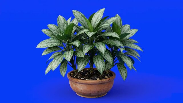 High-detail 3D model of a dense Aglaonema (Chinese Evergreen) houseplant with variegated green-and-white patterned leaves in a ceramic bowl pot, isolated on a bright blue background. Perfect for inter