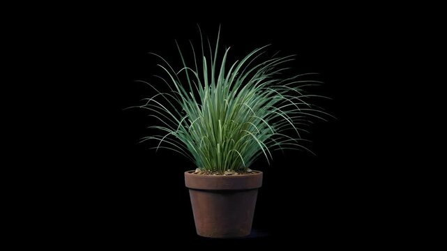 High-contrast 3D model of lush green decorative ornamental grass growing in a terracotta clay pot, isolated against a solid pitch-black background. Ideal for minimal interior design presentations, mod