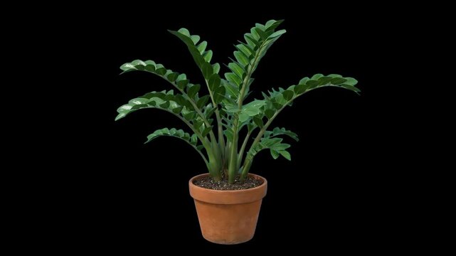 High-contrast 3D model of a healthy green Zamioculcas (ZZ Plant) in a terracotta pot, isolated against a solid pitch-black background. Excellent for luxury interior design presentations, dramatic bota