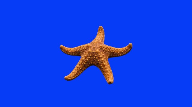 A realistic 3D render of a natural orange starfish (sea star) with detailed bumpy texture, floating against a bright blue chroma key background. Designed for summer travel ads, oceanography videos, ma