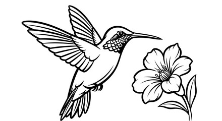 Naklejka premium Hummingbird and Flower Line Art Drawing