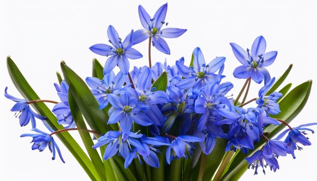 Close Up Of Blue Scilla Flowers Isolated On Transparent Background Scilla Siberica