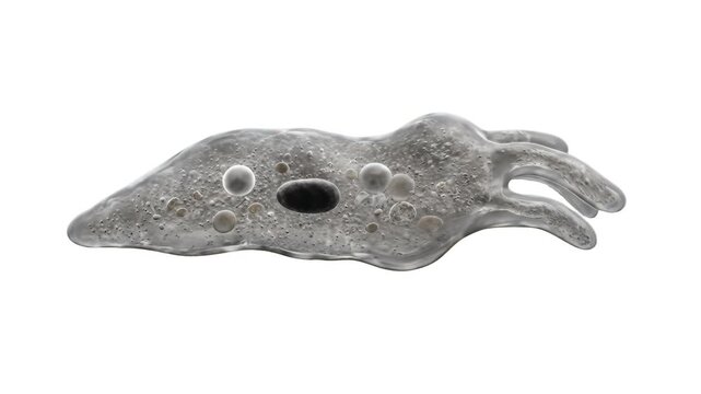 A detailed 3D scientific model of a single-cell amoeba microscopic organism with pseudopods and cellular vacuoles, isolated against a solid white studio backdrop. Perfect for microbiology lectures, sc