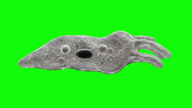 A detailed 3D rendering of a single-celled amoeba microorganism moving against a solid bright green screen backdrop. Perfect for biology education videos, medical science documentaries, and chroma key