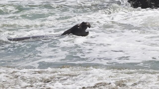 Male elephant seal with proboscis in coastal waves moving in surf