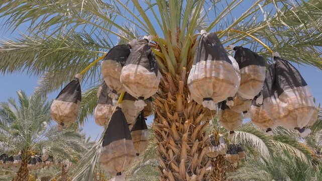 Aerial view of date palms with large clusters of dates hanging in the sun
