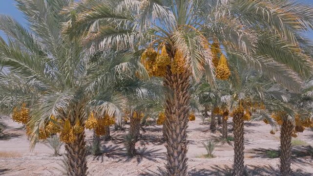 Aerial view of date palms with large clusters of dates hanging in the sun