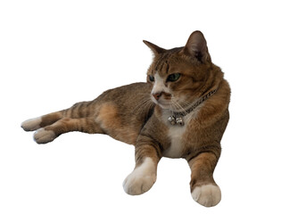 Cat tabby pet animal feline whisker collar brown cat resting with white paw © plaassc