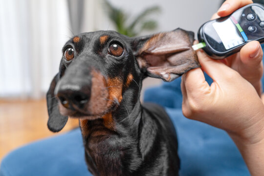 Black dachshund dog with one ear gently lifted by a hand toward a testing meter during a routine at home wellness measurement and check insulin and glucose levels in the blood.