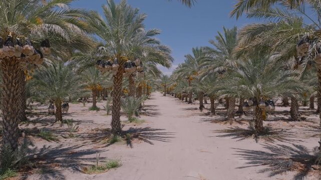 Aerial view of date palms with large clusters of dates hanging in the sun