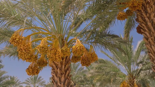 Aerial view of date palms with large clusters of dates hanging in the sun