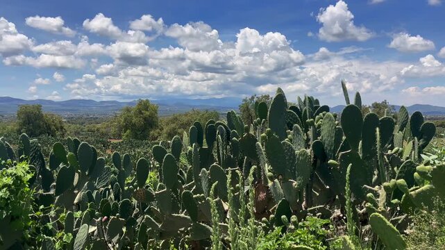 4K wide shot of a dense field of green nopal opuntia cacti under a bright blue sky with white clouds in the State of Mexico