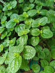 mint leaves in the garden macro © babaheammar