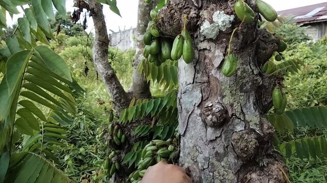 Hand picking bilimbi fruit in the forest during the day.