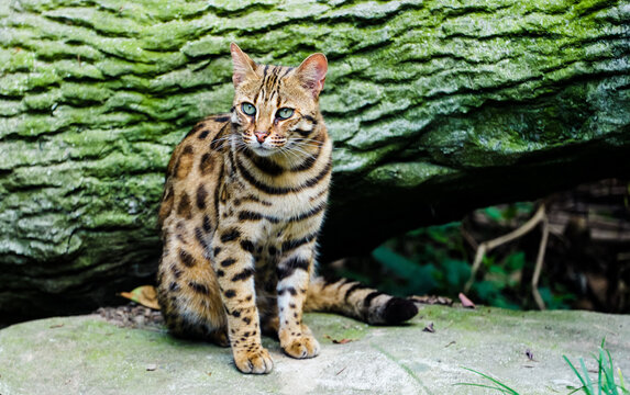 Full-body image of the endangered leopard cat