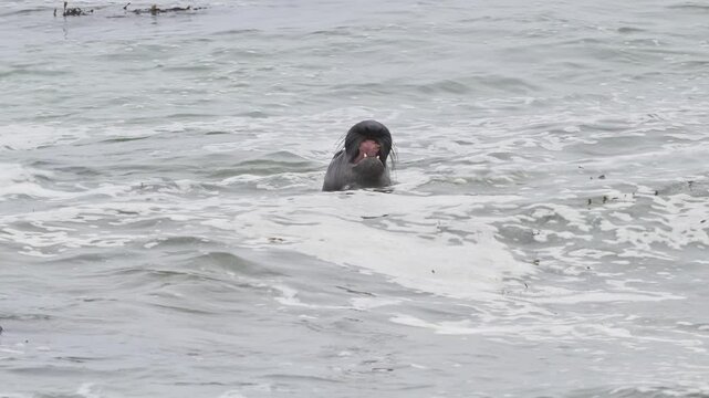 Wild male elephant seal with proboscis in coastal sea water with head raised