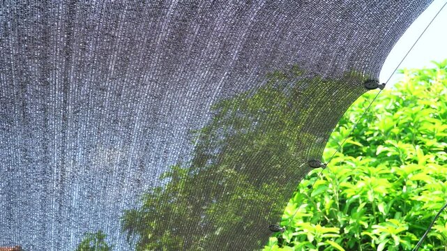 Black Sunshade Net Swaying in the Wind Above a Backyard