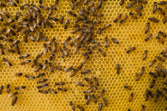 A large number of eggs and larvae of future bees in the honeycombs.