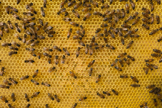 A large number of eggs and larvae of future bees in the honeycombs.