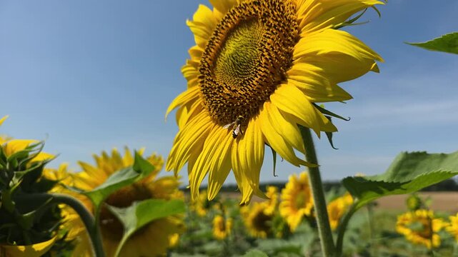 Bees collect nectar and pollen from flowers of sunflower. Sunflowers give a lot of nectar and pollen than attract insects. 