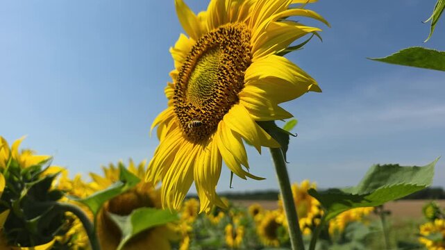 Bees collect nectar and pollen from flowers of sunflower. Sunflowers give a lot of nectar and pollen than attract insects. 