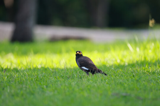 A common myna stands alert in sunlit green grass.