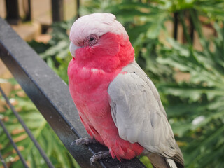 Close-up portrait of a Galah cockatoo perched on a railing © Christian