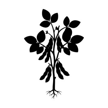 Black silhouette of a soybean plant with pods and roots showing agricultural growth Vector