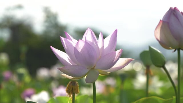 陽の光に花びらが美しく透けて咲く薄桃色の蓮の花
