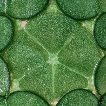 Glowing green pickled cucumber slices arranged in a symmetrical pattern with luminous textures for organic food backgrounds and culinary design projects