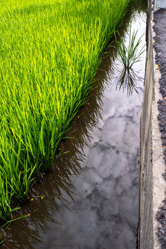 Vibrant Green Rice Field Reflected in Calm Water for Agricultural Themes- Vertical