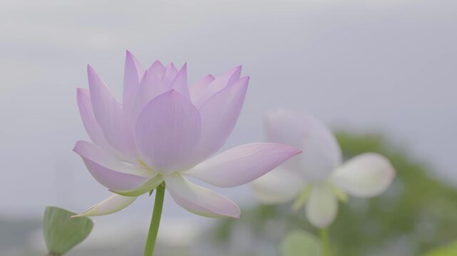 陽の光に花びらが美しく透けて咲く薄桃色の蓮の花
