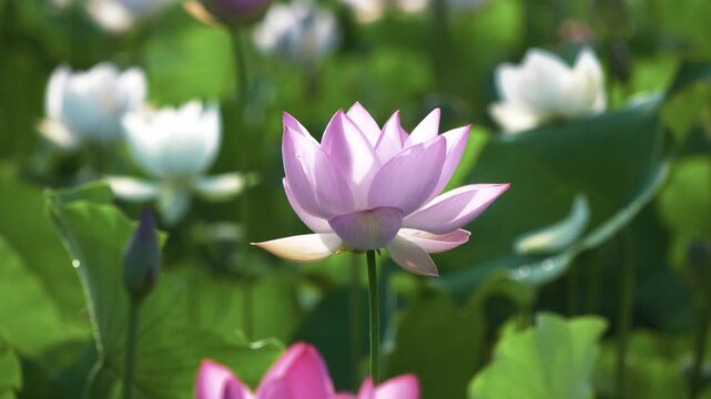 陽の光に花びらが美しく透けて咲く薄桃色の蓮の花
